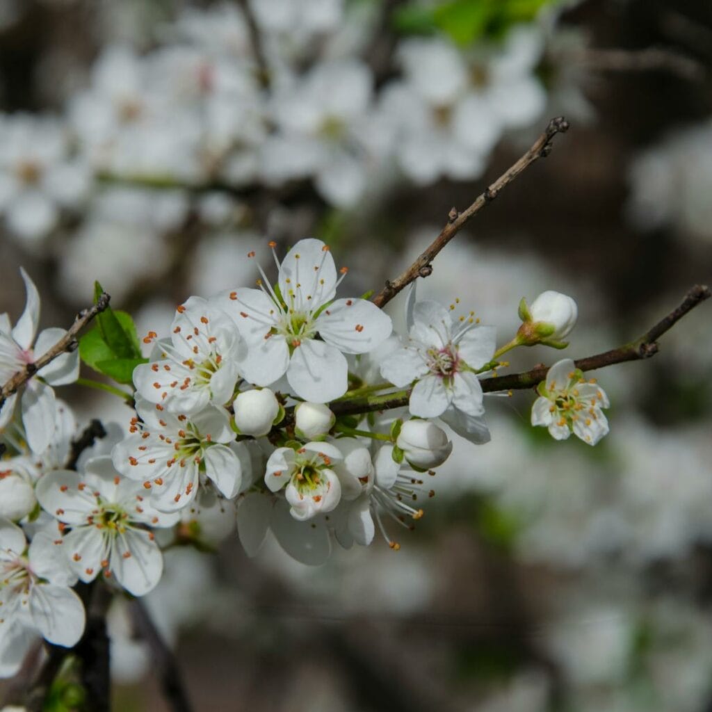 close up of blooming apple tree branch