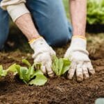anonymous farmer planting seedlings into soil
