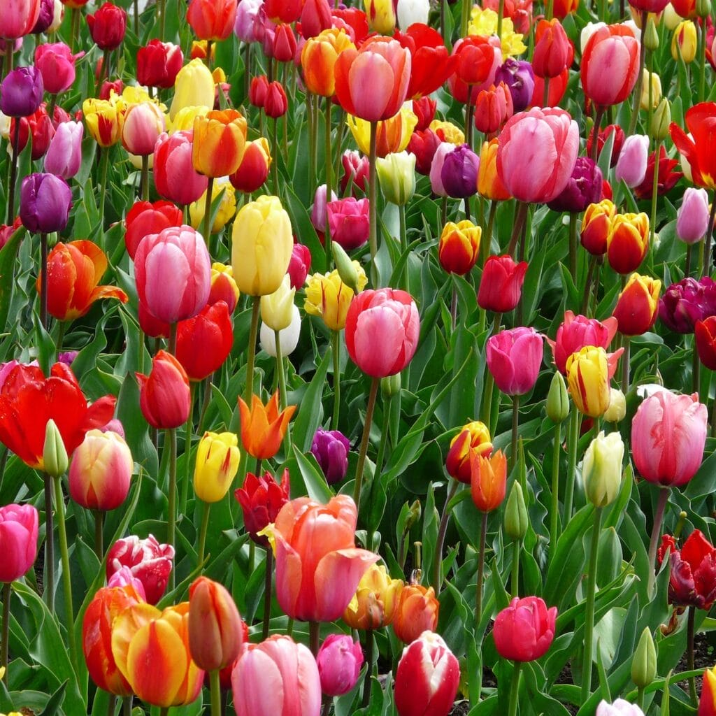 red purple and yellow tulip fields