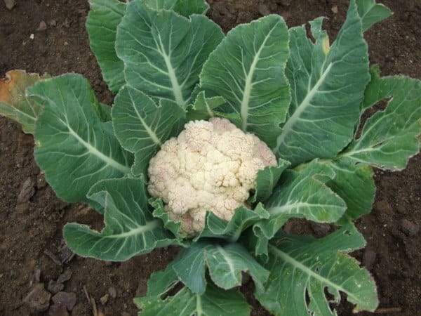 cultivar en Octubre:  Coliflor