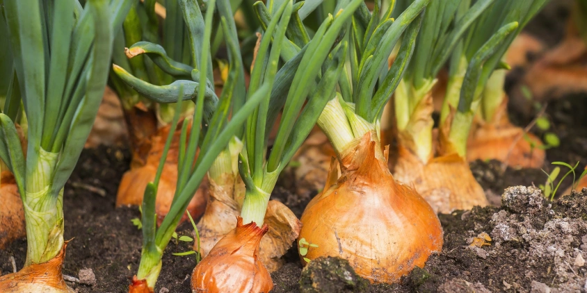 cultivar en Octubre: Cebollas