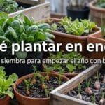 que plantar en enero imagen destacada